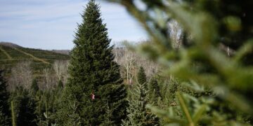 Real vs Artificial Christmas Trees: Which Is Better for Australian Families?