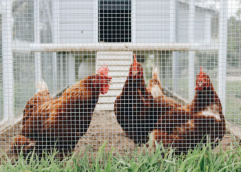 Best Chicken Coop