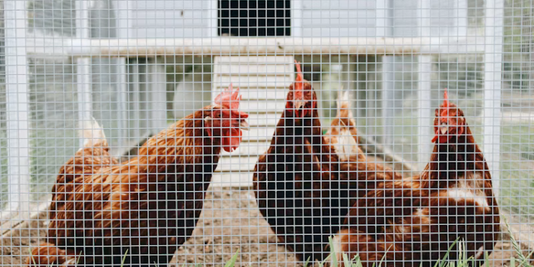 Best Chicken Coop
