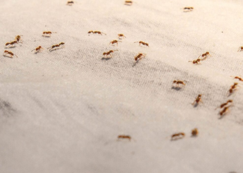 Why Pest Problems Often Start in Areas Homeowners Rarely Check