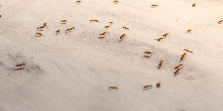 Why Pest Problems Often Start in Areas Homeowners Rarely Check